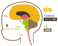 脳性麻痺とは?どんな症状なの?いつ分かるの?治療方法はあるの?など徹底解説します!のタイトル画像