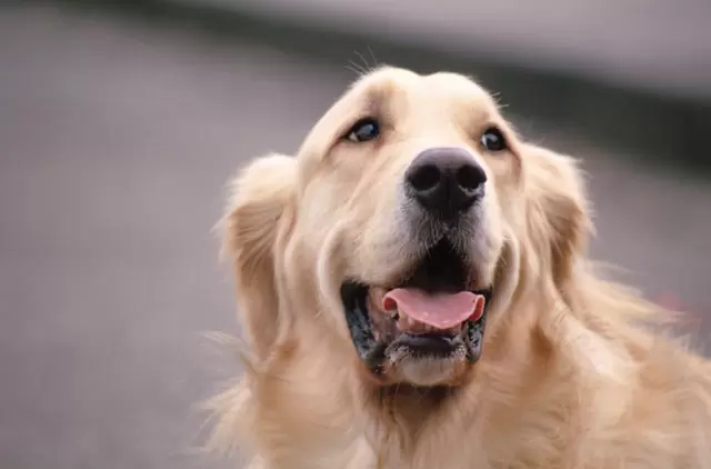 自閉症児向け介助犬 日本にも広めたい その多彩な役割とは Litalico発達ナビ