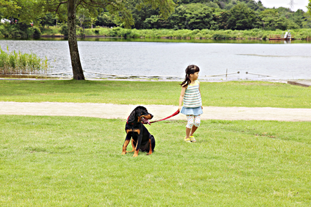 自閉症児向け介助犬 日本にも広めたい その多彩な役割とは Litalico発達ナビ