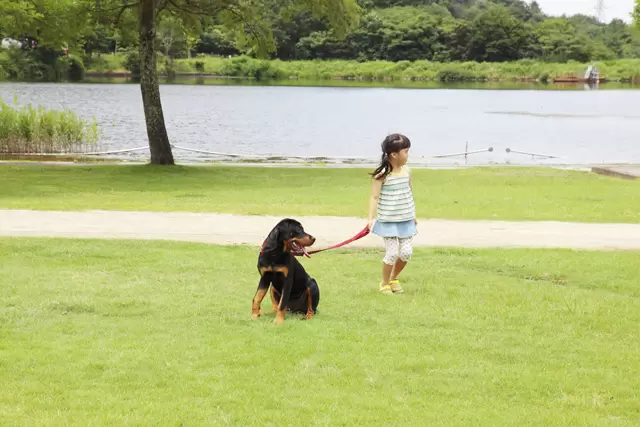 自閉症児向け介助犬 日本にも広めたい その多彩な役割とは Litalico発達ナビ