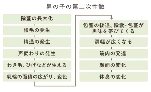 第二次性徴 