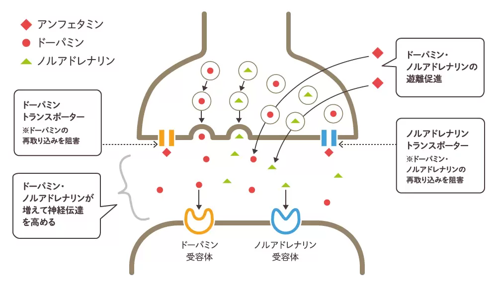 ビバンセとはどんな薬？ADHD（注意欠如多動症）のある子どもに