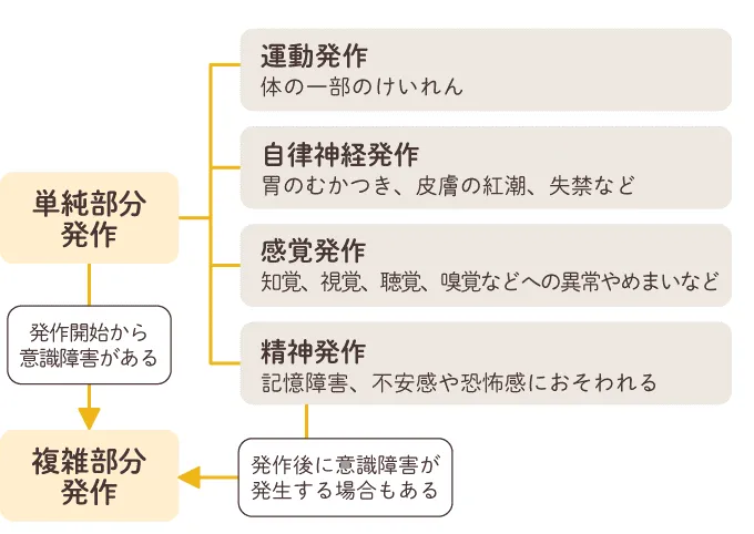 てんかんの部分発作は、脳の一部の神経細胞が異常興奮を起こし発作が始まるタイプのものです。(さくらキッズくりにっく院長・小児科医・藤井明子先生監修)