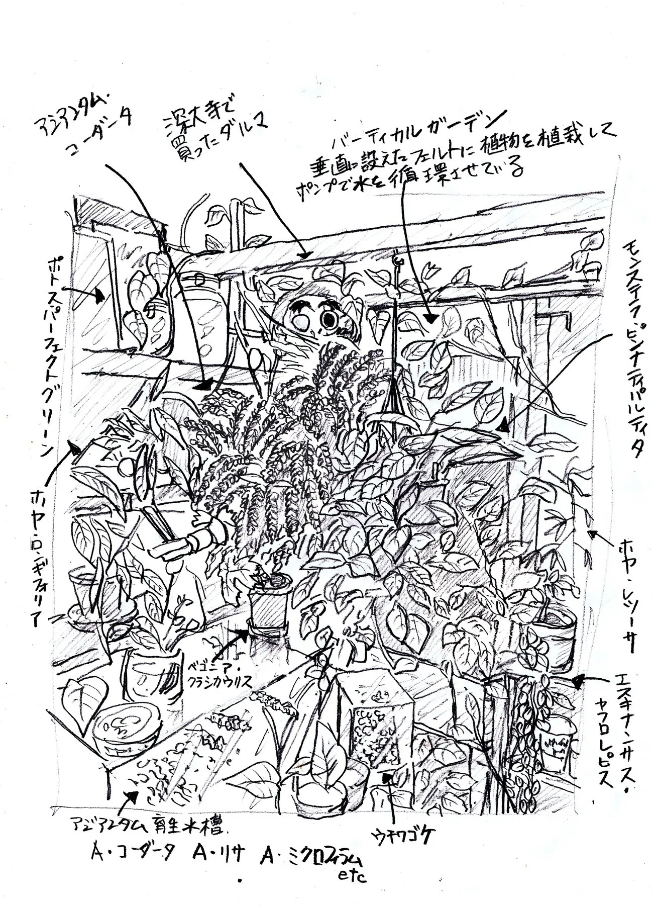 リビングの⅓を占める植物たちをイラストで再現。本書に収録されているのでぜひ見てほしい