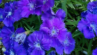 Dd161314 850c 4350 b418 4742f5ee05dd s