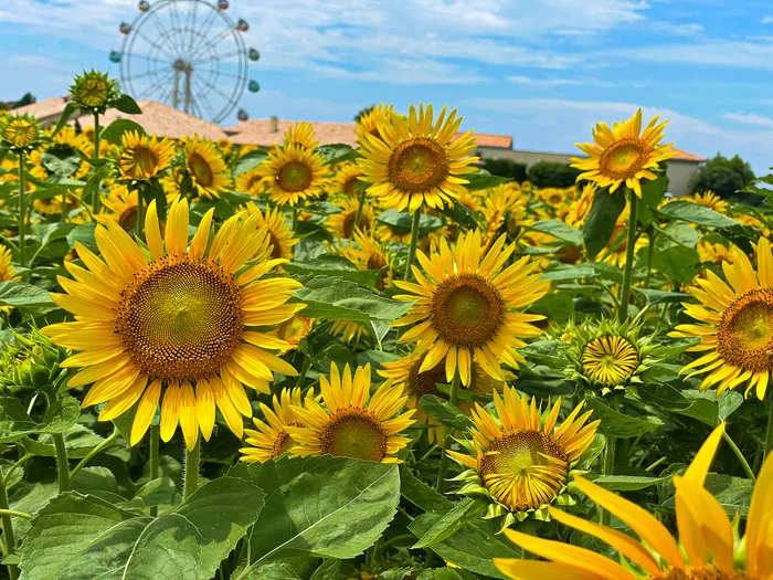 夢門塾戸塚原宿/夏の思い出