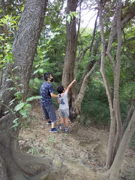 夢門塾白楽/久良岐公園でセミ探し