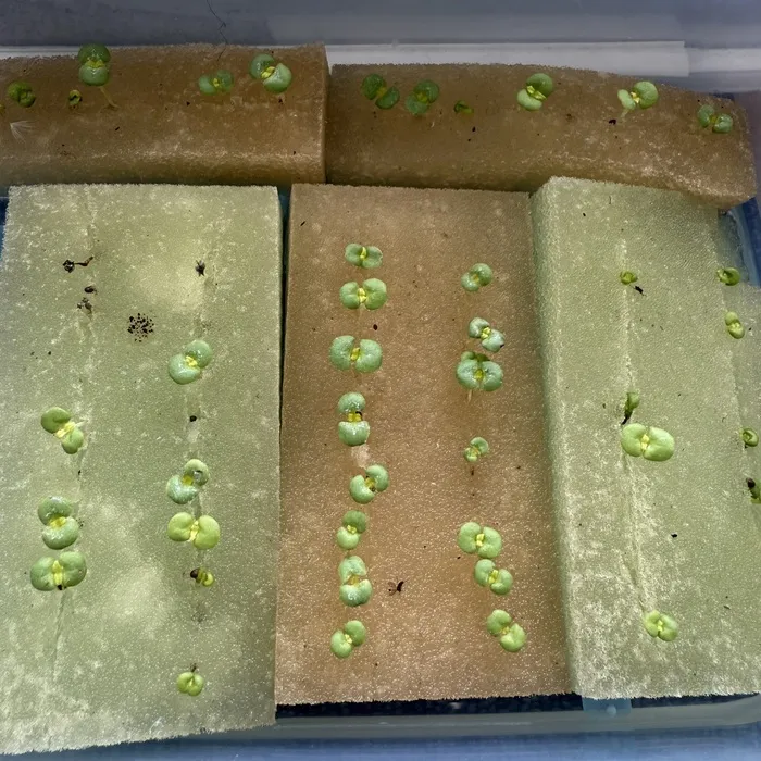 夢門塾相模大野/大葉の成長記録🌱‬‪