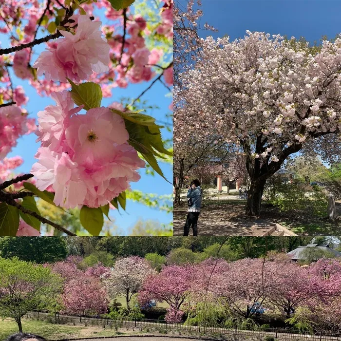 ハッピーテラス南宇都宮教室/桜の木探策