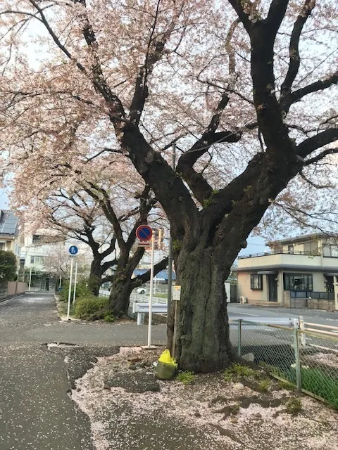 ハッピーテラス南宇都宮教室/桜を見に行こう