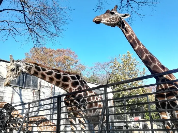 ハッピーテラス南宇都宮教室/宇都宮動物園へ行こう