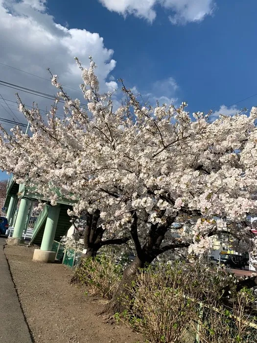 ハッピーテラス南宇都宮教室/近隣の公園や新川桜並木通りの桜がきれいです！