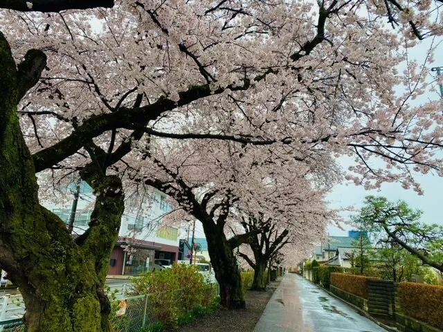 ハッピーテラス南宇都宮教室/桜の木探索！