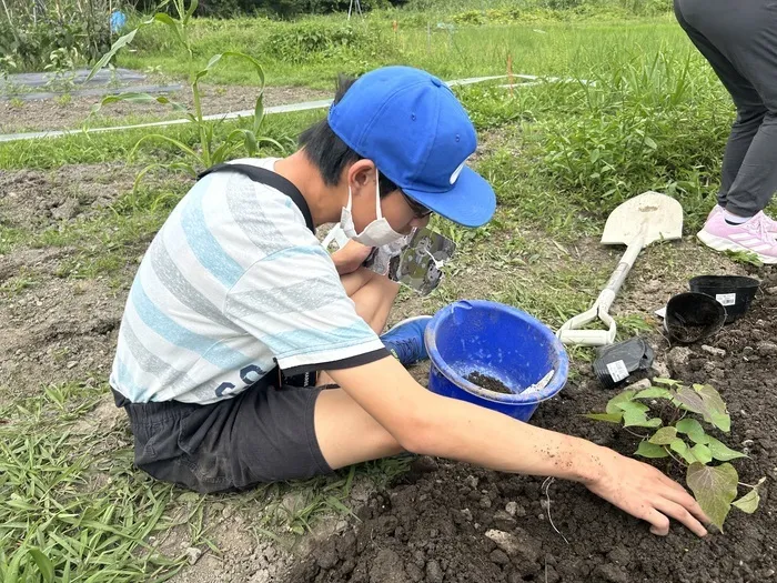 フレンズ/★サツマイモ植えました★