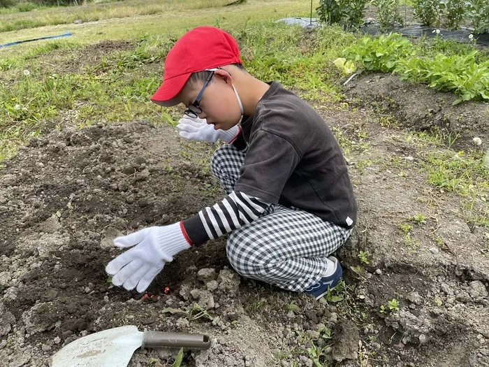 フレンズ/トウモロコシ🌽の種植え　IN  ありんずファーム