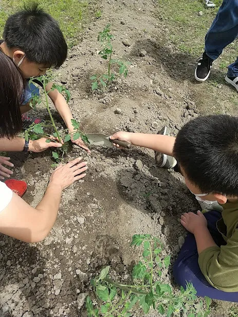 フレンズ/トマトの栽培始めます🍅