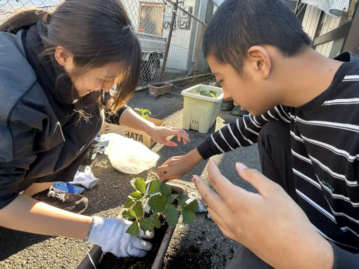 フレンズ/イチゴ🍓の苗植え！！