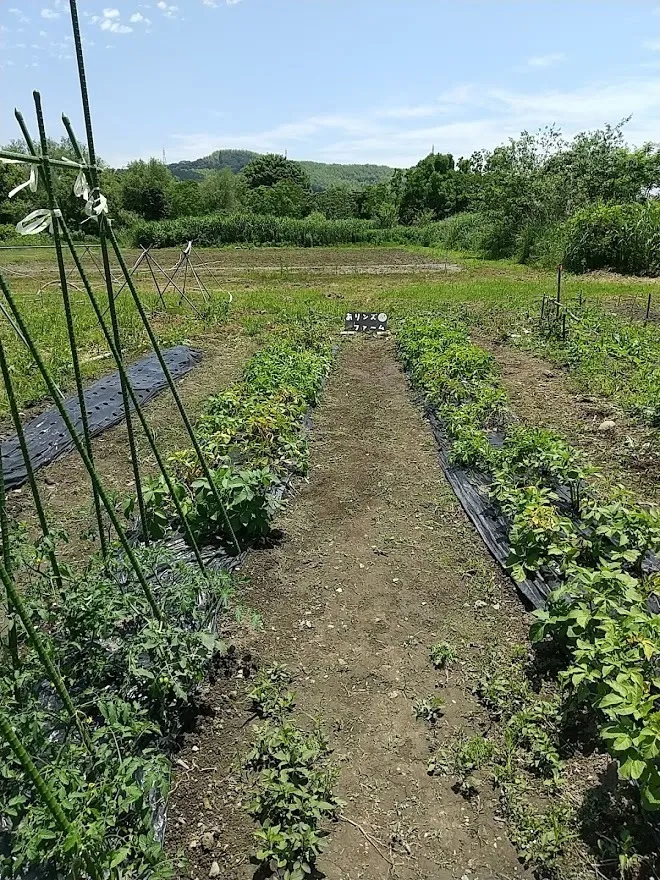 フレンズ/夏に向けて