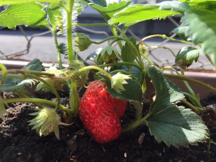 フレンズ/イチゴ🍓