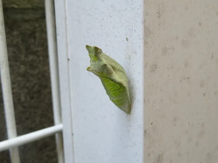 有永寮障害児通所支援/これはいったい…🐛