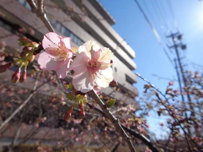 有永寮障害児通所支援/麻機遊水さくら🌸