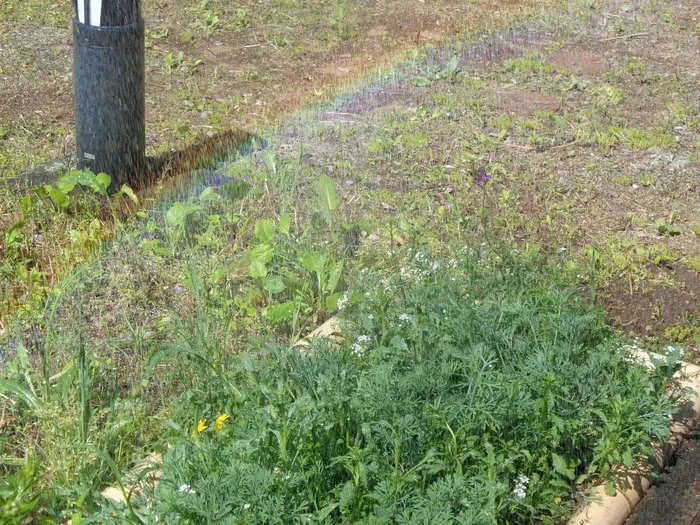 有永寮障害児通所支援/お花が咲いた！🌼