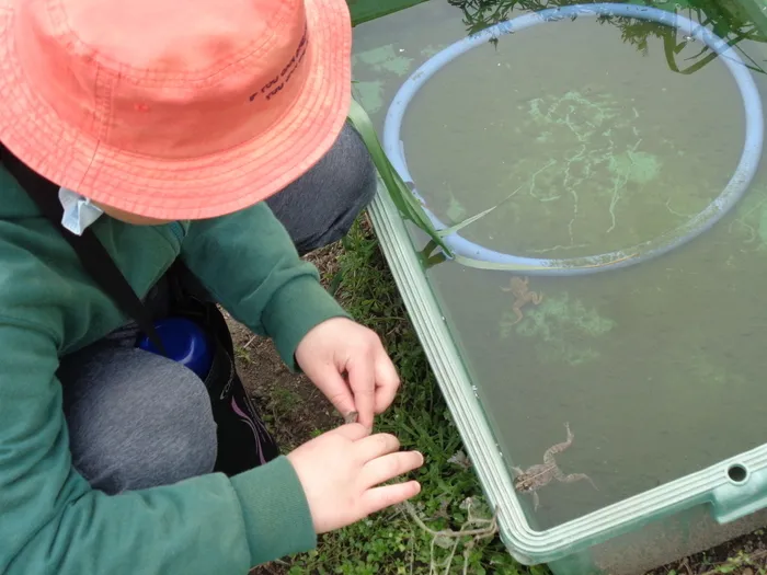 有永寮障害児通所支援/トノサマガエル発見🐸