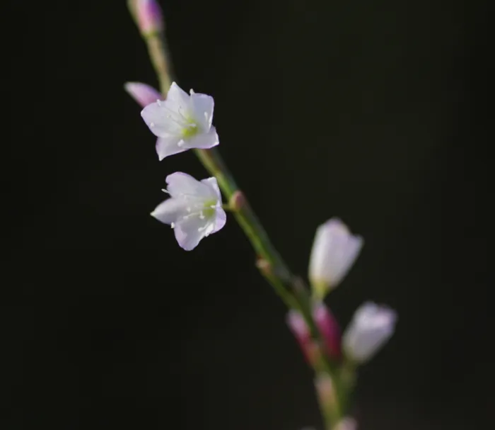 有永寮障害児通所支援/サクラタデ🌸