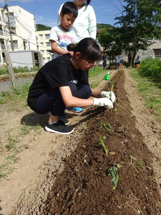 ほいっぷ/サツマイモを植えました★