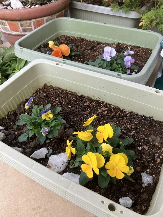 放課後等デイサービス　ひまわり/何色が咲くかな