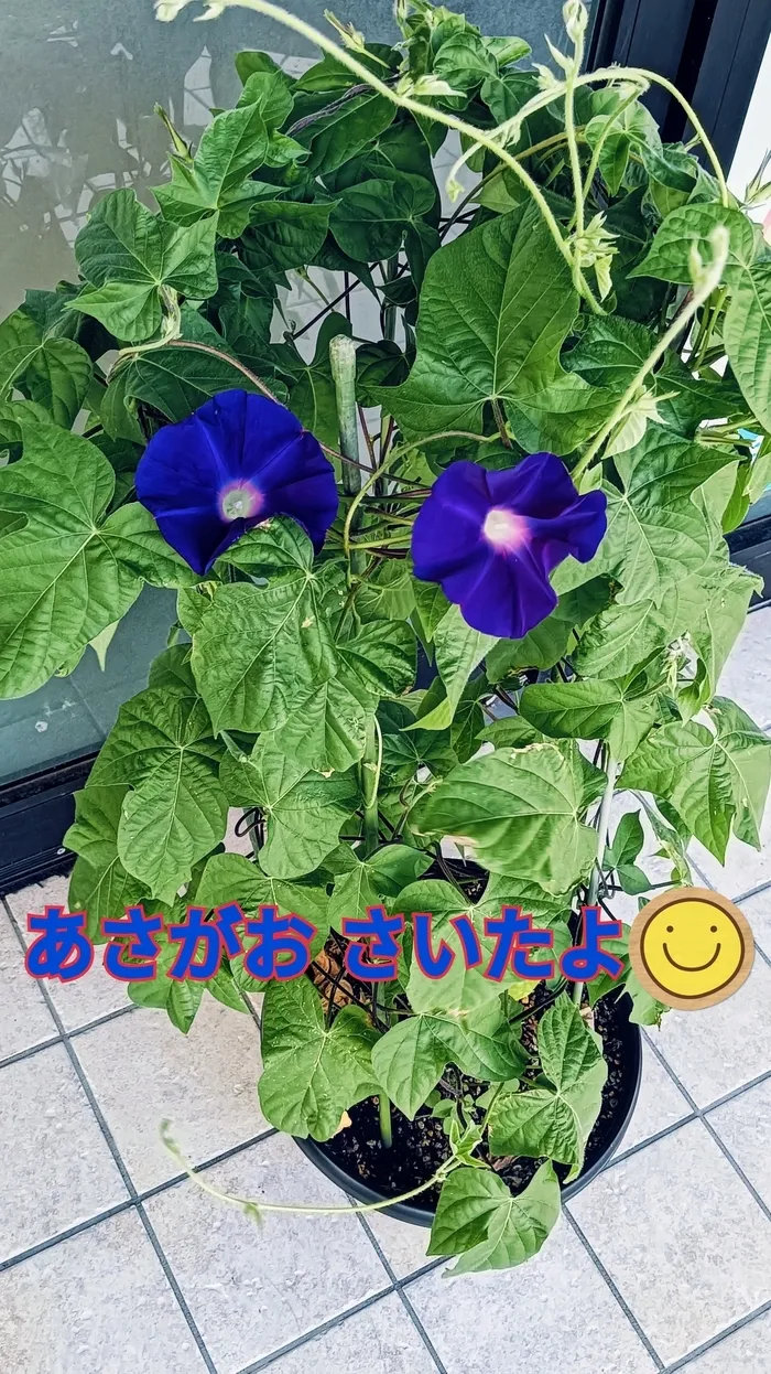 児童デイSES三島校/アサガオがさいたよ(#^.^#)