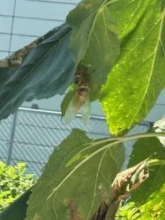 児童デイSES沼津校/夏休み⛱