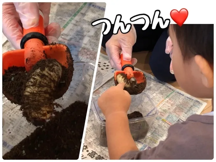 せかいのかたち2nd/閲覧注意⚠️カブトムシの成長記録✨