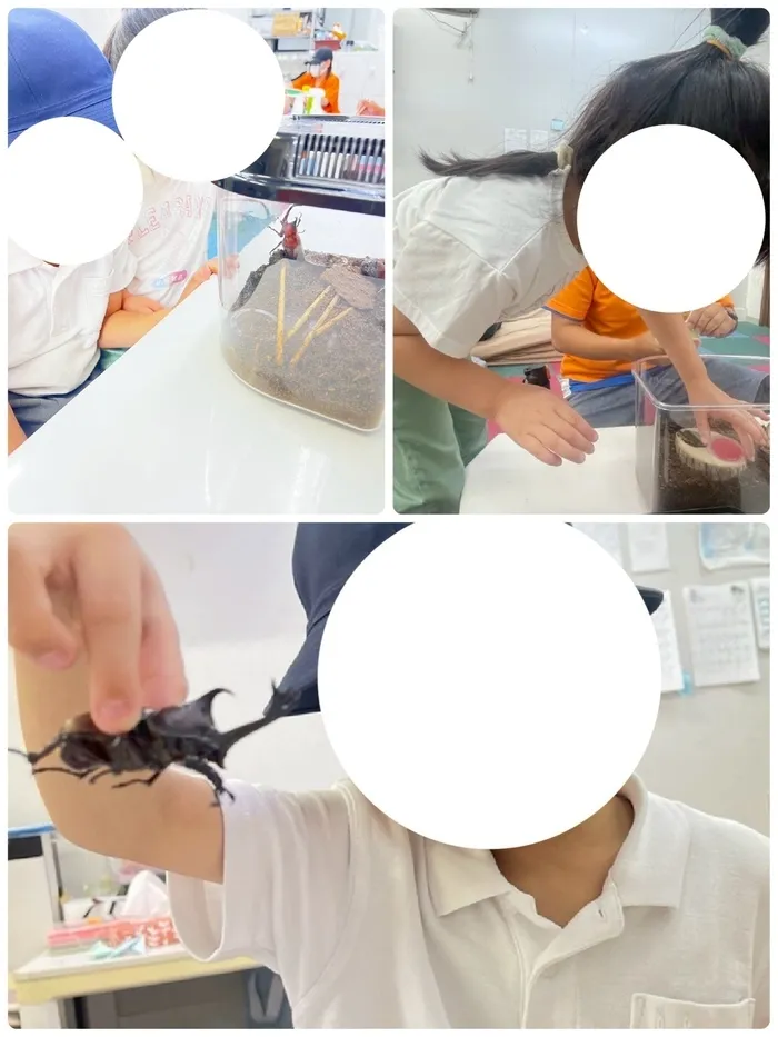 児童発達支援・放課後等デイサービス　 バディ/カブトムシを育てました✨