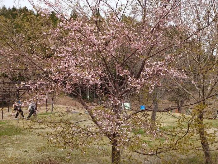 ふれんど飾磨/☆お花見☆