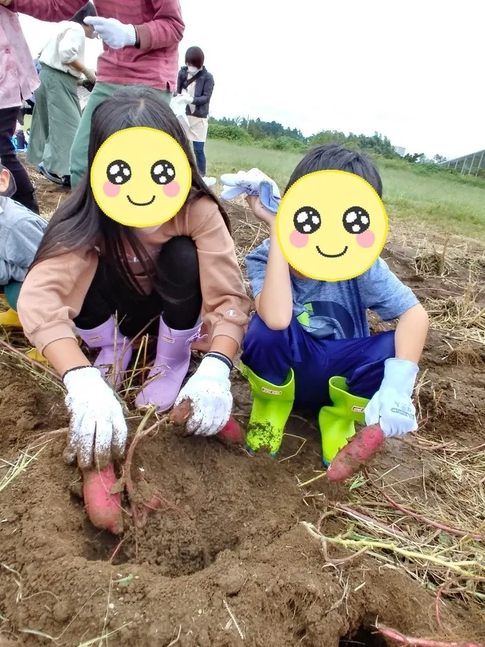 こぱんはうすさくら　善行教室/お芋ほり!(^^)!