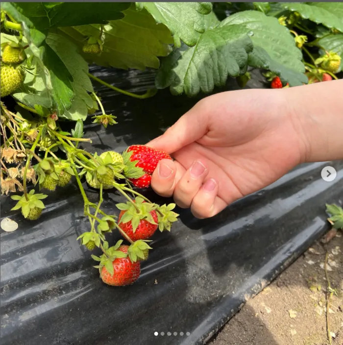 放課後等デイサービス・児童発達支援事業所　ポラリスひろば/🍓🍓🍓
