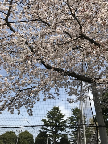 こどもでいさーびす はるぞら/スタッフの専門性・育成環境