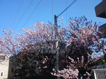 放課後等デイサービス　キッズパーク/早咲きの桜