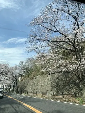 フレンズ藤沢/満開の桜