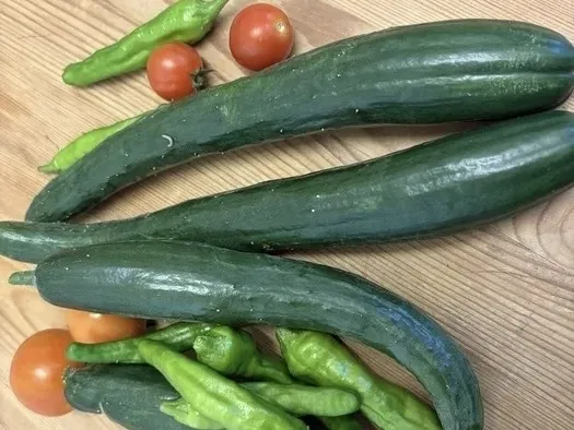 こぱんはうすさくら　白旗教室/野菜の収穫🥒
