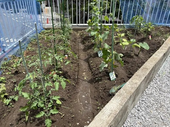 こぱんはうすさくら　白旗教室/こぱん畑の野菜たち🌱　