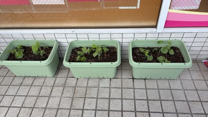 こぱんはうすさくら　白旗教室/夏に向けて🌱　