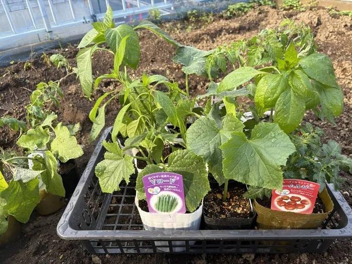 こぱんはうすさくら　白旗教室/こぱん畑🌱　