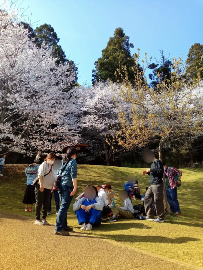 kiitos aina/お花見イベント　城山公園🌸