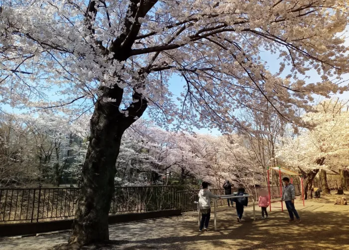 kiitos aina/お花見イベント　横山公園🌸