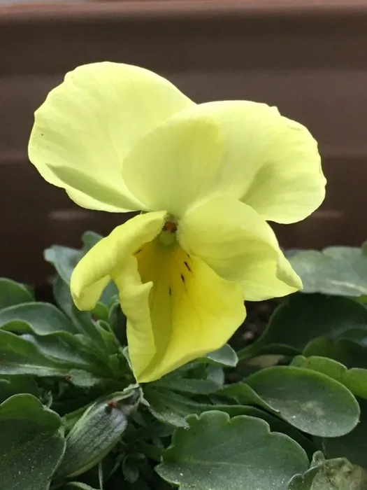 伸栄学習会　相之川教室/【花育】すみれの花が咲きました！