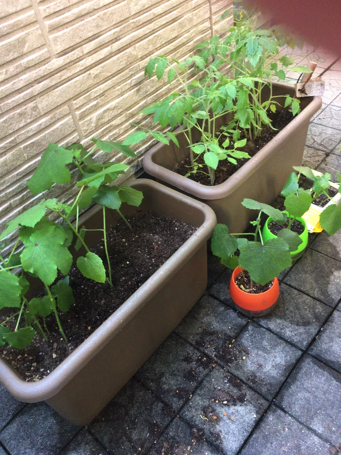 伸栄学習会　相之川教室/花育活動：鉢の植え替え