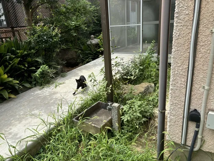 伸栄学習会　相之川教室/自然いっぱいの教室で、今日は猫ちゃんが遊びに来ました！