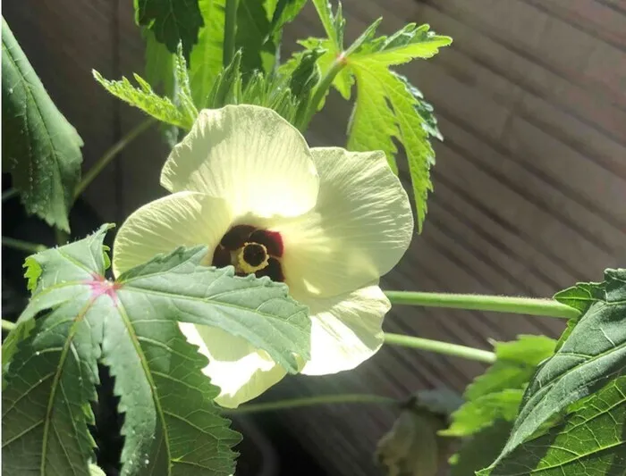 伸栄学習会　相之川教室/花育活動：オクラの花が咲きました！